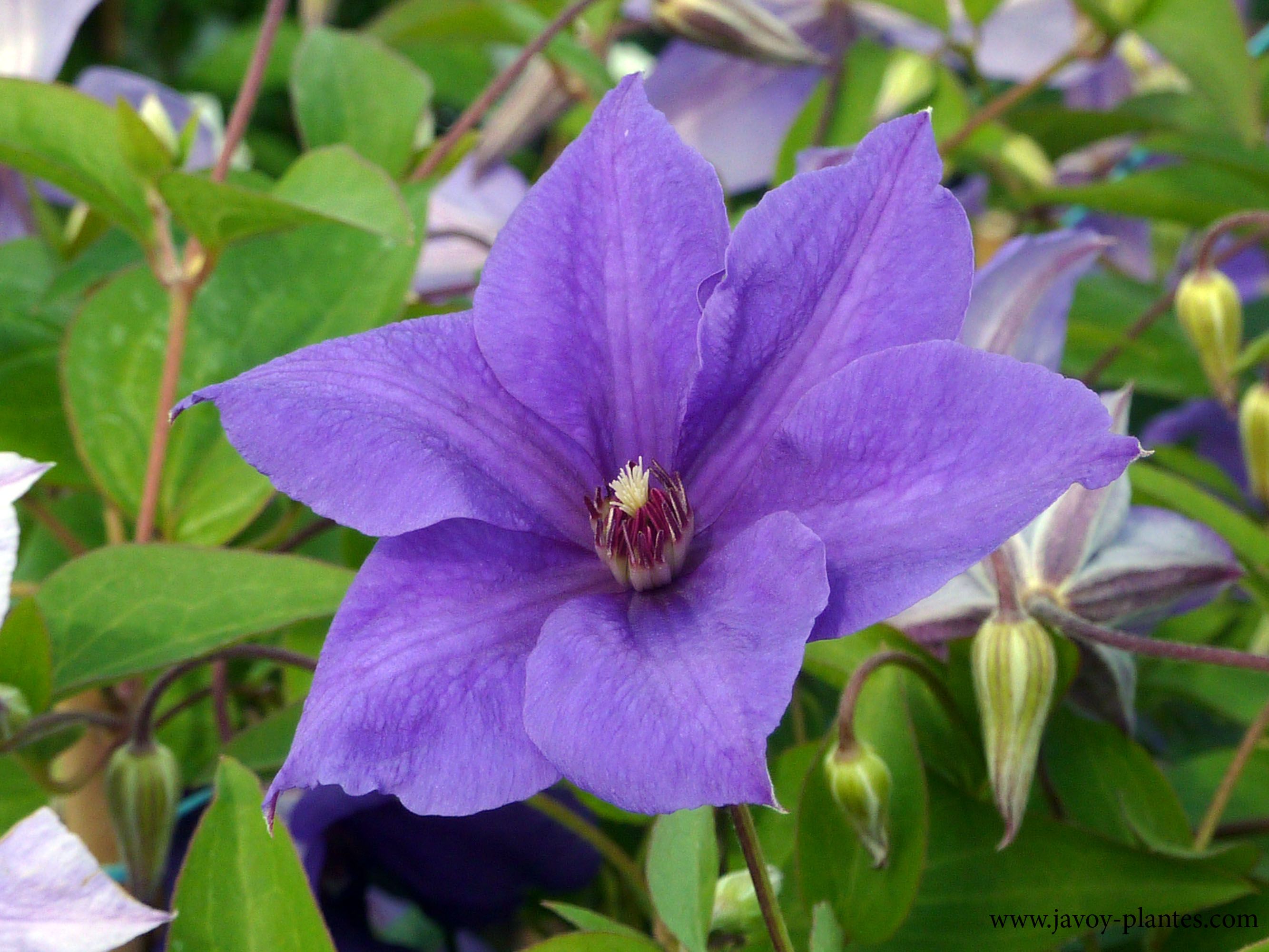 Clematis 'Semu'